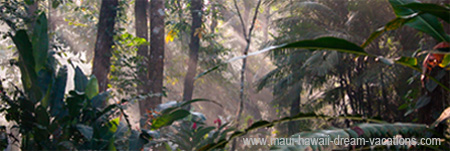 Airplane carry on mosquitoe repellent