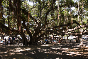 Hawaii Maui Facts Lahaian Banyan Tree