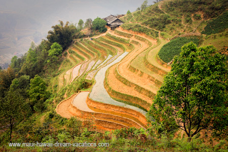 Maui About Me Vietnam