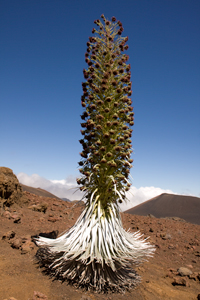 Hawaii Maui Facts Haleakala Silversword