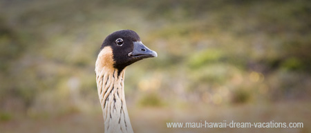 Maui FAQ Haleakala Bird