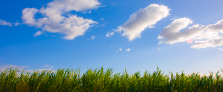 Maui HI Facts - Sugar Cane