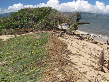 Maui Tsunami Pictures Kanaha Beach Dunes